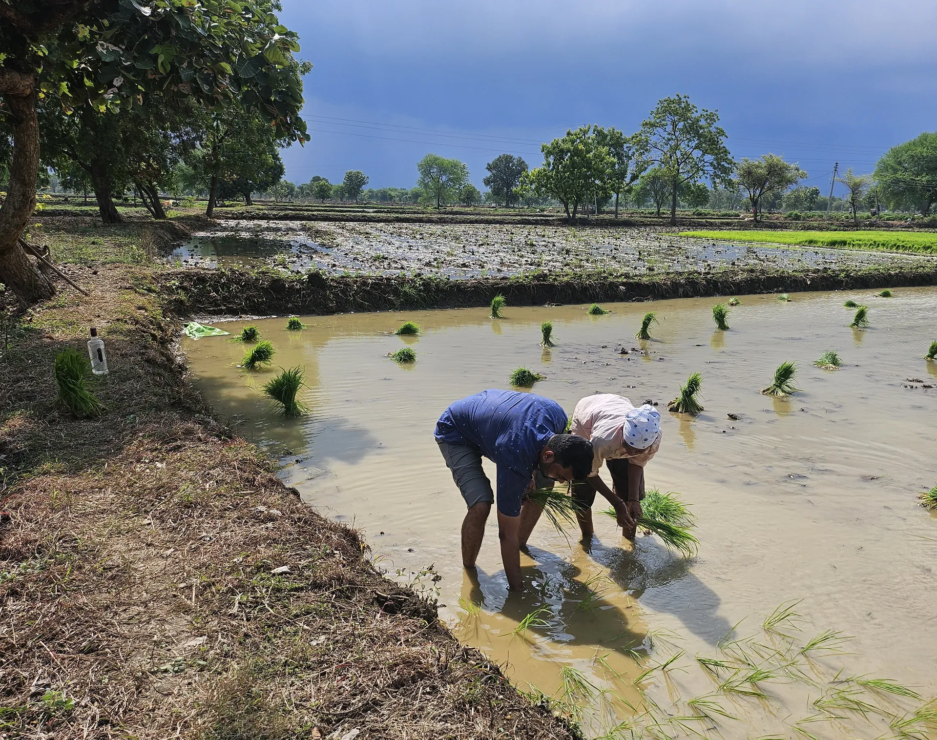 Trying my hands on Paddy Plantation